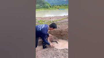 Cá Lớn - bắt Cá Trê Khủng khi mưa lớn 😱 #khacthuyvlogg