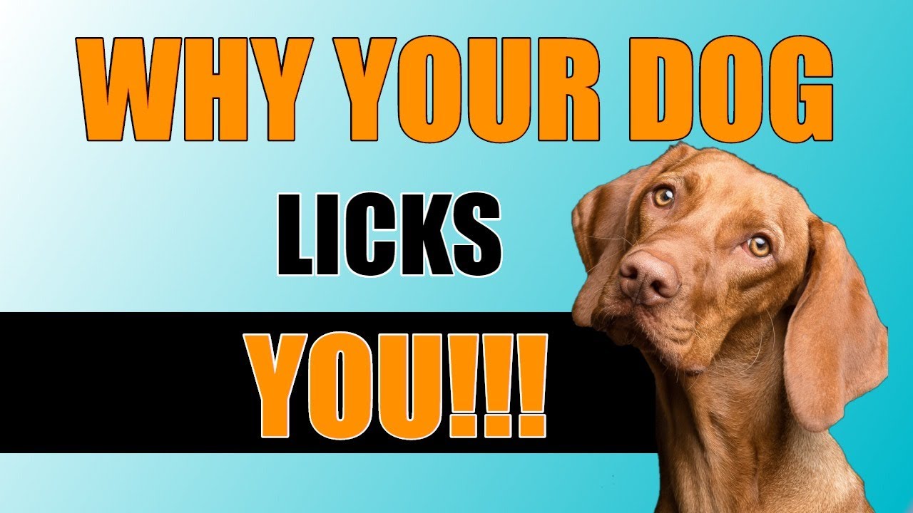 Why Do Dogs Lick You? : What EVERY Dog Owner should be aware of! - YouTube