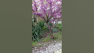 Cercis is a Judas tree. Gelendzhik.  Церцис- Иудово дерево. Геленджик.