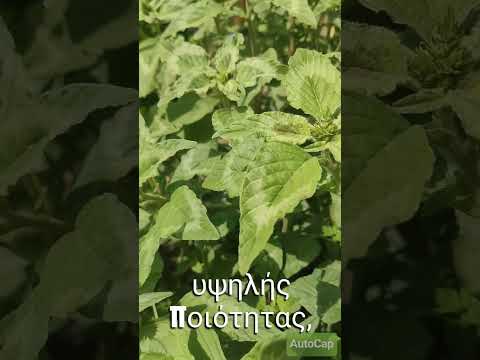 Πάμε να πούμε