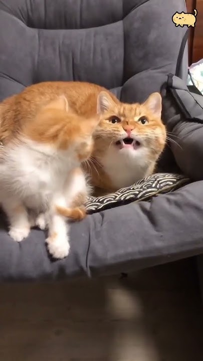 Cats scare cats?