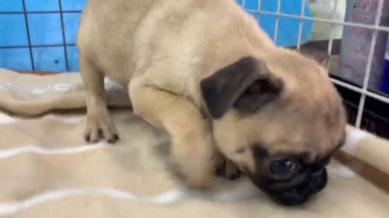 パグ ミニパグ 小さくてかわいい Youtube