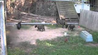 Steins Patterdales 8 Wochen Alt