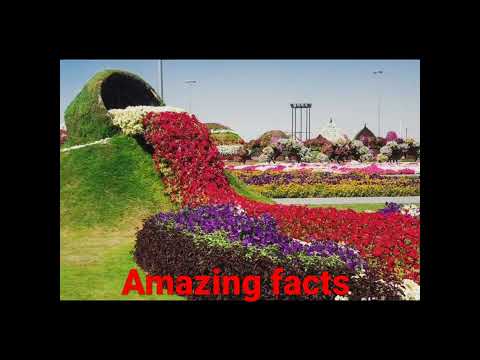 Dubai miracle garden fact in Hindi । short video