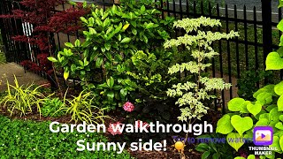 Garden walkthrough Spring 2024 - Sunny side!