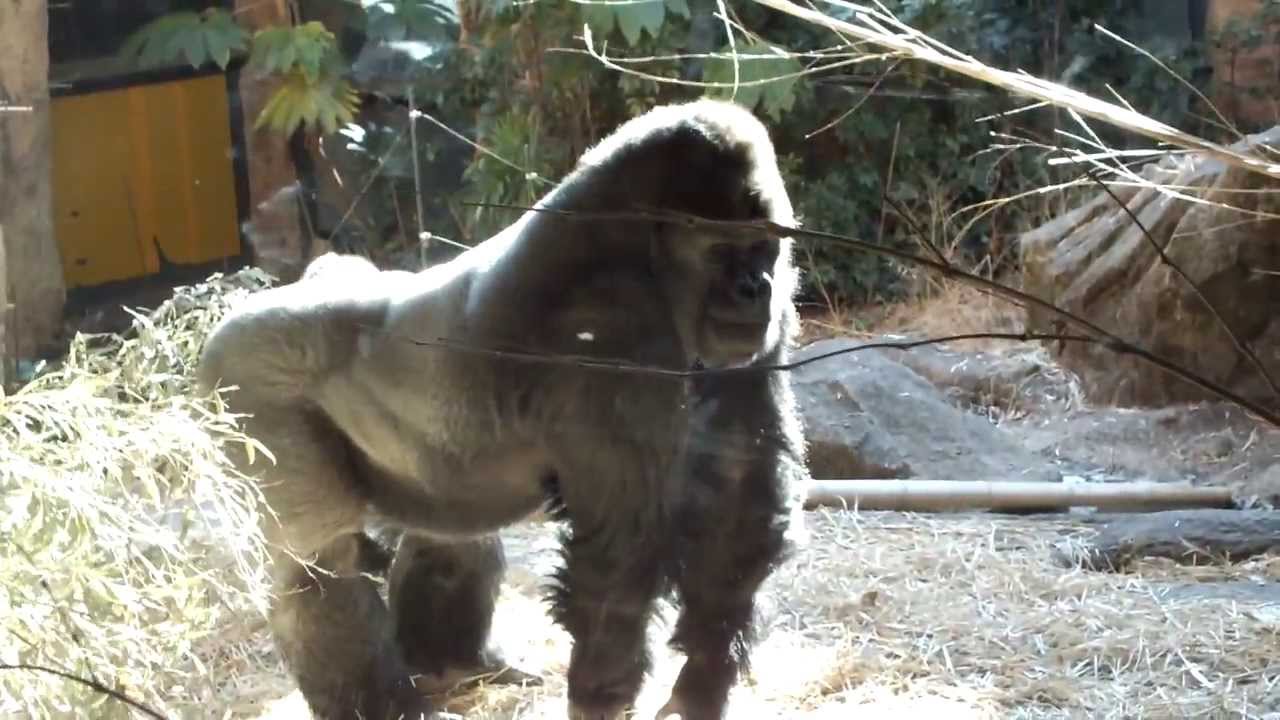 Drumming gorilla, while running.ゴリラ、走りながらドラミング。 - YouTube