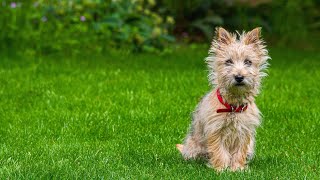 How to Train a Soft Coated Wheaten Terrier for Therapy Work