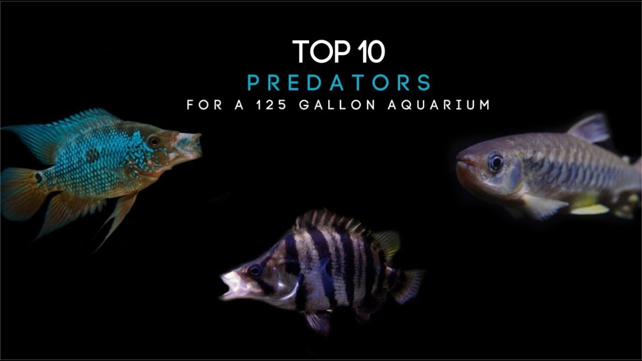 best freshwater fish for 125 gallon tank