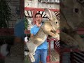 اكبر ارنب بل العالم 