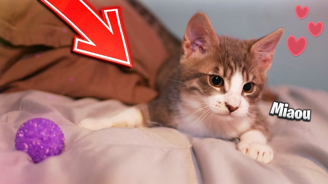 Je Vous Presente Mon Petit Chaton Vraiment Mignon Youtube