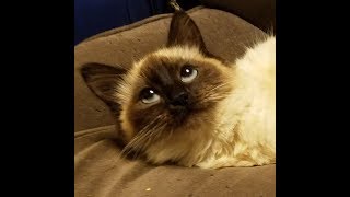 Medusa, a beautiful seal point siamese rescue...