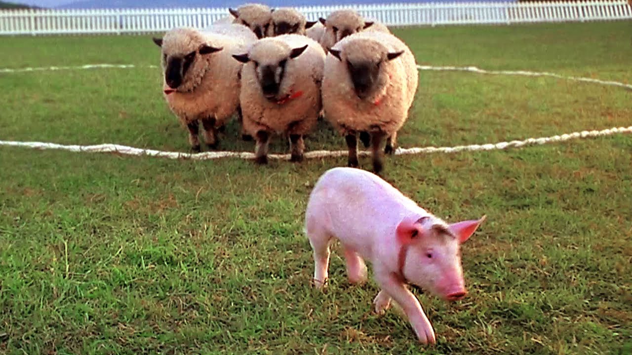 子豚が牧羊犬になる エンディングシーン ベイブ 映画シーン Youtube