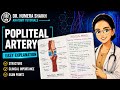 Popliteal artery anatomy| simplified| hand written exam notes|