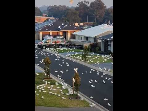 🦜 Thousands of parrots captured the south of Australia.    World News / #animal