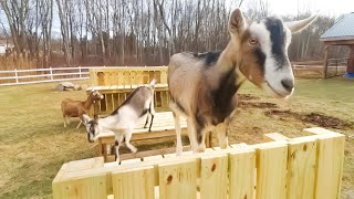 Your Goats will love this Playground