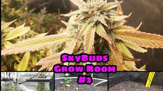 Skybuds Organic Grow Room Series - Episode #3 - Spiderfarmer - Hive Blockchain