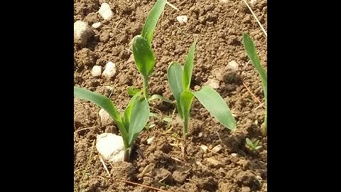 Broadcasting Corn- UPDATE  July 0f 21