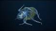 The Fascinating World of Deep-Sea Exploration ile ilgili video