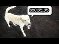 Cachorro alemão está me deixando doido 😂😂😂(preocupante isso )