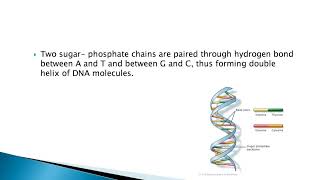 Ppt On Dna