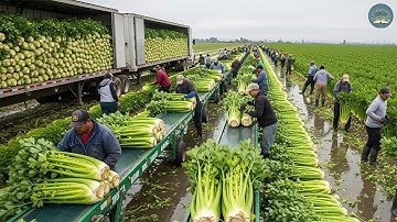 Mùa Vàng 2025: Cách Nông Dân Thu Hoạch Hàng Triệu Tấn Trái Cây, Rau Quả Trong Thời Gian Kỷ Lục |TMTV