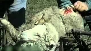 UGG New Ugly Truth FUR Animal Abuse Cavemen Sheepskins Pink (boots collection fake animals peta)