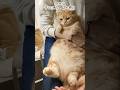 みんな憶えているからね!#猫 #cat #shorts