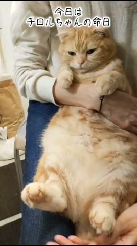 みんな憶えているからね!#猫 #cat #shorts