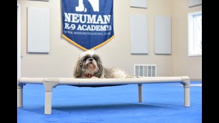 Max (Shih Tzu) Boot Camp Dog Training Video Demonstration