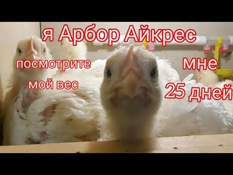 Бройлеры 25 дней