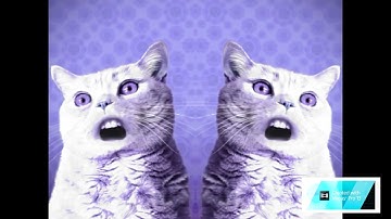 Numa Cat In Conga Busher