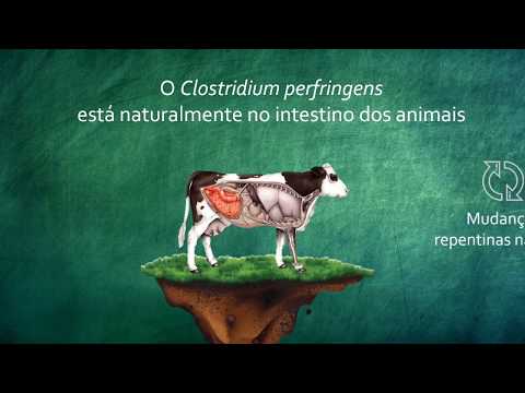 Vídeo: Caracterização Do Transcriptoma Da Glândula Salivar Bovina Associado Ao Mycobacterium Avium Subsp. Desafio Experimental Da Paratuberculose