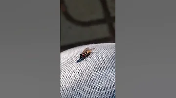 هذه الذبابة مصممة على المواجهة 