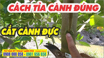 Tỉa cành mít - CẮT ĐỌT sao cho đúng