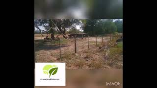 Chacra en Campo Nuevo, departamento Silipica, provincia Santiago del Estero.