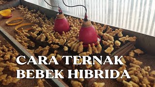 HOW TO CARE FOR HYBRID DUCKS