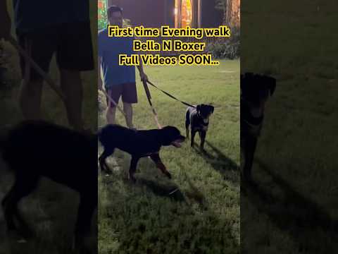 Papa's Evening Walk with Bella N Boxer #shorts  #guarddog #rottweiler #doglover #pets #ytshorts