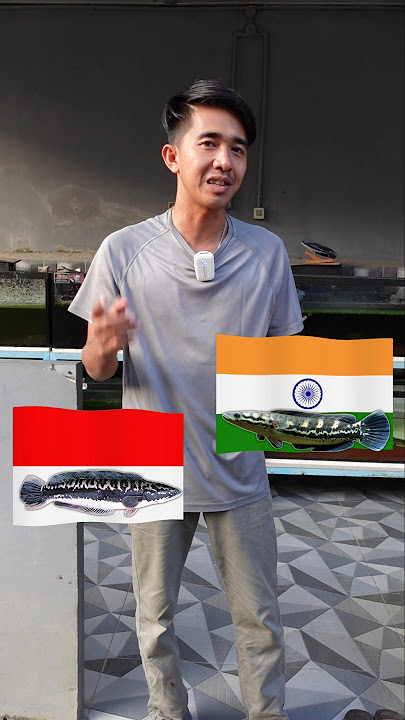 INI PERBANDINGAN GANASNYA TOMAN INDONESIA VS TOMAN INDIA
