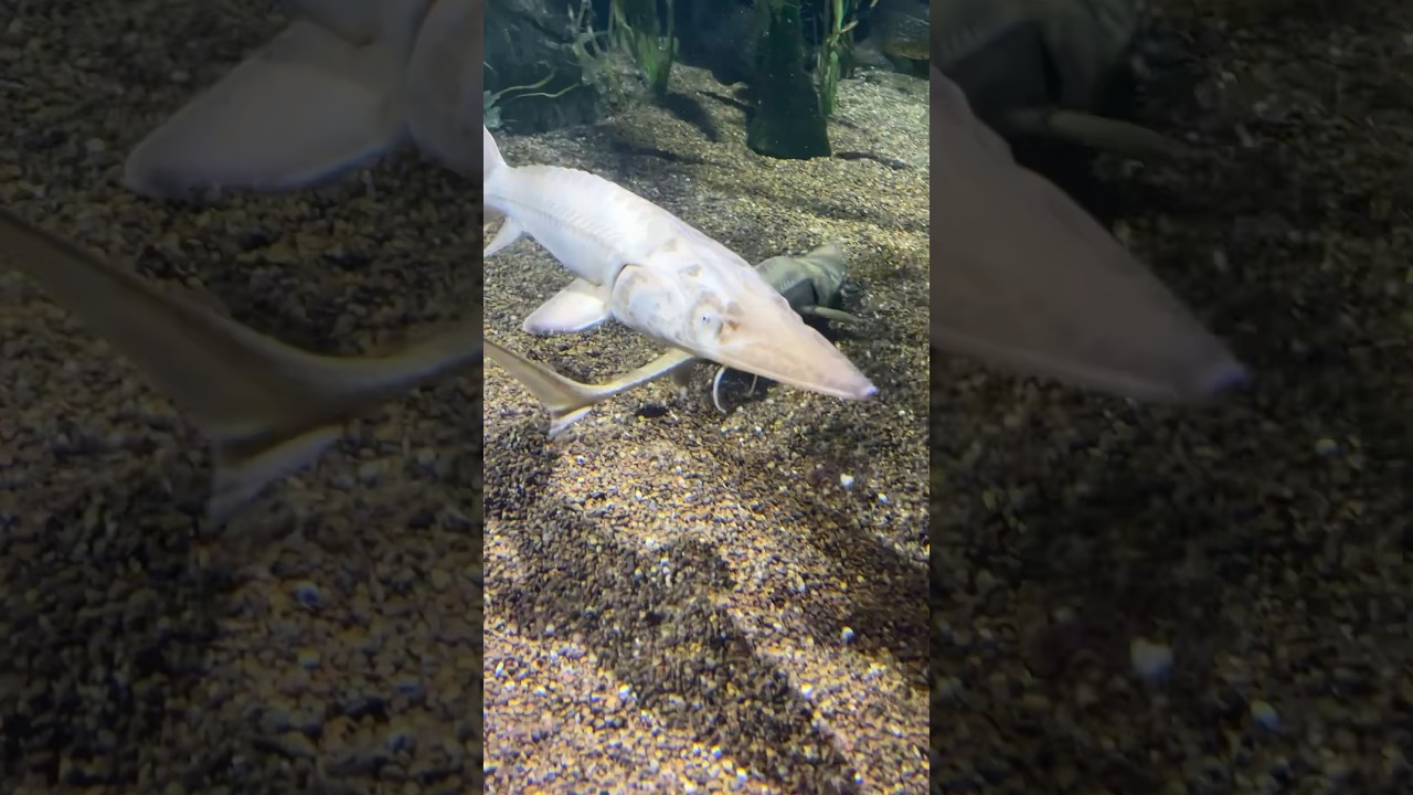 Аквариум Теннесси! Множество видов осетровых.