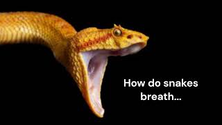 how do snakes breath while eating?