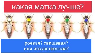 Свищевая, роевая или искусственная матка? Какая лучше? В.Г. Кашковский