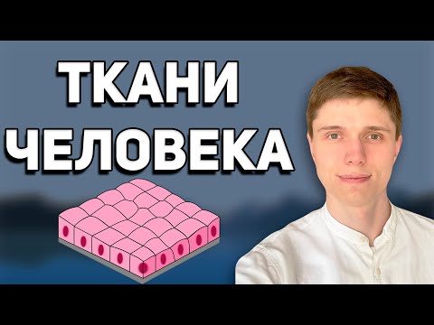 Ткани человека | Биология ЕГЭ и ОГЭ на 100 баллов