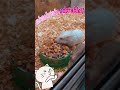 Cute little critters #hamsters #dwarfhamster #animals