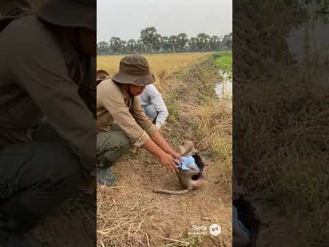 Try To Rescue Poor Abandoned Mama Monkey And Her Newborn Monkeysr Monkey