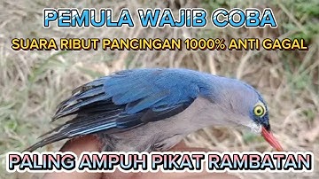 paling ampuh pikat burung kecil khusus rambatan