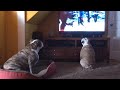 When Your Bulldog Doesn’t Like What’s On TV