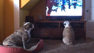 When Your Bulldog Doesn’t Like What’s On TV