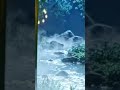 Asian Calm Music for Deep Sleep 🌙 Peaceful Meditation & Healing Relaxation #calmingmusic #shorts