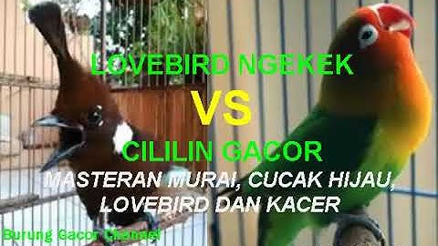 LOVEBIRD VS CILILIN GACOR