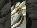 20/6/26இன்று அற்புதம் அம்மாவிடம் என்ன மீன் இருக்குனு பார்ப்போம் friends#food#seafish#shorts